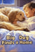 Big Dog Finds a Home