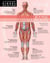 Le Dictionnaire Visuel Définitions - Être humain - Être humain