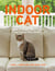 Indoor Cat - How to Enrich Their Lives and Expand Their World