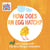 How Does an Egg Hatch? - Life Cycles with The Very Hungry Caterpillar