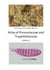 Atlas of Pyrenulaceae and Trypetheliaceae Volume 2 - Lichenized Ascomycota