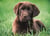 Clementoni 500 pièces - Puppy dog