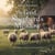 The Good Shepherd’s Meadow: A Bible Bedtime Story of Animals and Care - Creation Bible Bedtime Stories, #8
