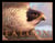 Falcon
