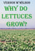 Why Do Lettuces Grow