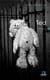 Ted