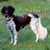 Shiva - Mein Hundeleben - Tiergeschichte