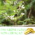 Das grüne Gold von Curacao - Moringa