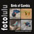 Birds of Gambia - Westafrikanisches Vogelparadies
