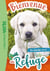 Bienvenue au refuge 08 - Un labrador en or