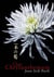 One Chrysanthemum