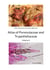 Atlas of Pyrenulaceae and Trypetheliaceae Vol 4 - Lichenized Ascomycota