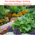 Mini Garden Magic: Growing Vegetables Without a Backyard