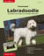 Traumrasse: Labradoodle - Das Beste aus Pudel und Labrador Retriever