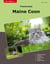 Traumrasse Maine Coon