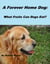 A Forever Home Dog:What Fruits Can Dogs Eat?