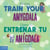 How to Train Your Amygdala / Cómo entrenar tu amígdala