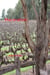 Maceration