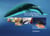 Sculpter des grandes baleines : guide de sculpture sur bois
