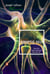 Synaptic Self - How Our Brains Become Who We Are