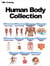 Human Body Collection - Human Body