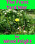 The Front Yard War