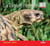 La Tortue d'Hermann