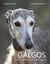 Galgos - Vom Campo auf die Couch
