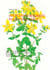 Dix plantes magiques pour votre santé - Guide d'utilisation et recueil de recettes à base de plantes médicinales