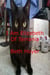 I Am Elizabeth of Terrania - Edenia, #187