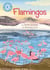 Flamingos - Independent Reading Non-Fiction Blue 4