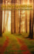 Our Path to Freedom: How We Can Live a Freer and More Peaceful Life