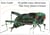 The Very Quiet Cricket/El grillo muy silencioso (Bilingual English-Spanish Edition)
