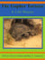 Gopher Tortoise - A Life Story