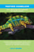 Panther Chameleon