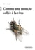 Comme une mouche collée a la vitre
