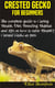 Crested Gecko for Beginners - The complete guide to Caring, Health, Diet, Breeding, Habitat and tips on how to raise Healthy crested gecko as pets