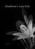 Madison's Last Lily