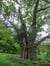 The Old Oak Tree