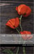 Mr. Darcy's Daring Bride: A Pride and Prejudice Sensual Intimate Duo - Mr. Darcy's Daring Bride, #3