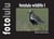 fotolulu wildlife I - Birds of Germany