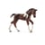 Figurine Poulain Trakehnen - Horse club