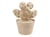 Cactus à pics - h16,5cm