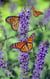 When Wings Can't Fly - Devotionals, #31