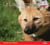 Le Loup à crinière