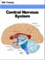 Central Nervous System (Human Body) - Human Body