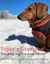 Tiger's Story "Finding my Forever Home" - 1, #1