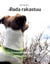 Pada rakastuu - Jackrussellinterrieri Padan seikkailut, Osa 2