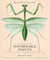 Innumerable Insects - The Story of the Most Diverse and Myriad Animals on Earth