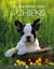 Les plus belles races de chiens